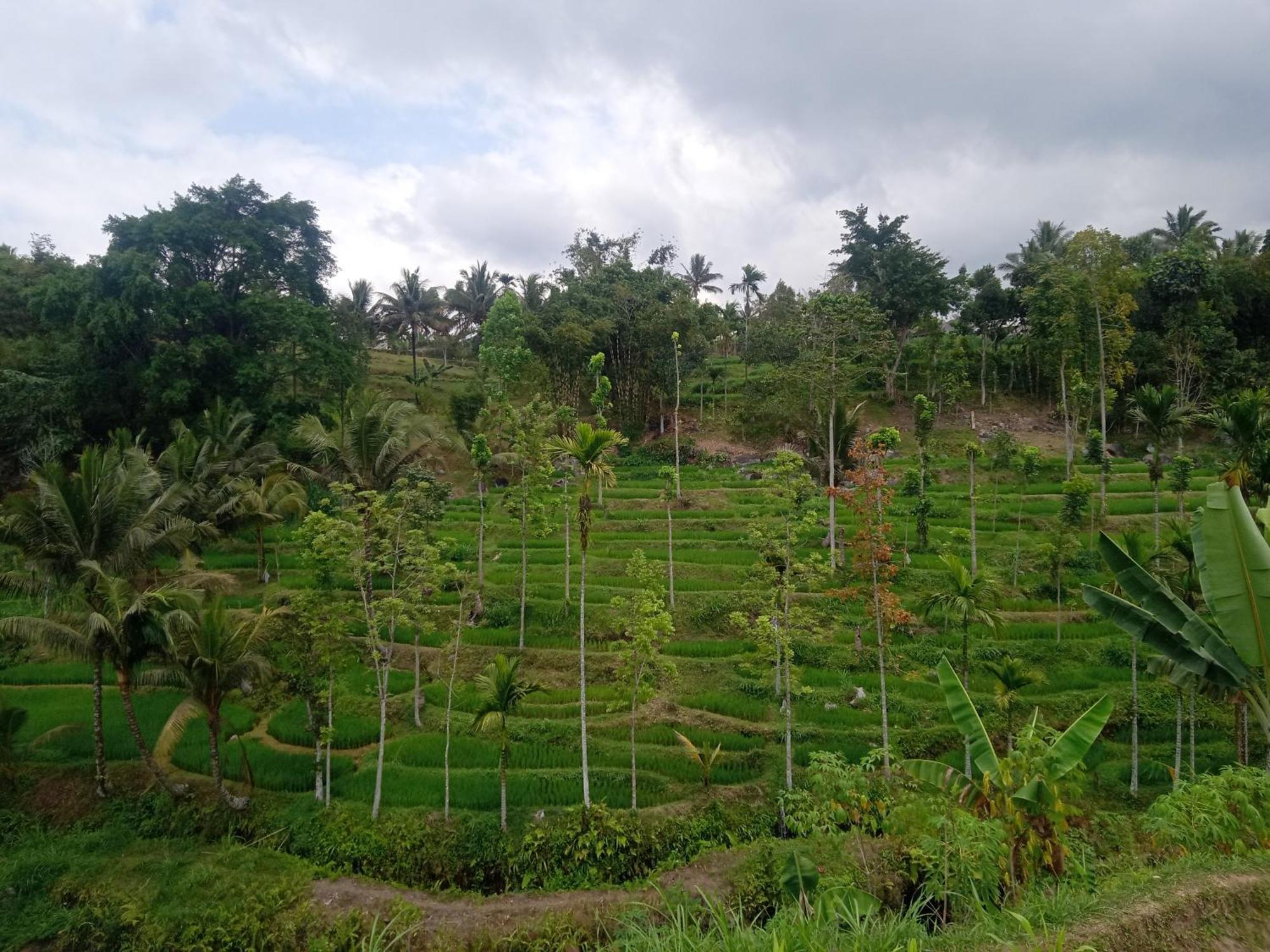 Tetebatu Sunrise Homestay Eksteriør bilde